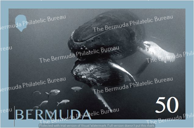 Whales In Bermuda 